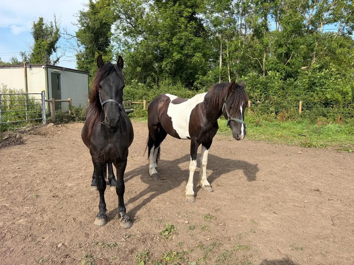 2 FRIESIANS - Image 1