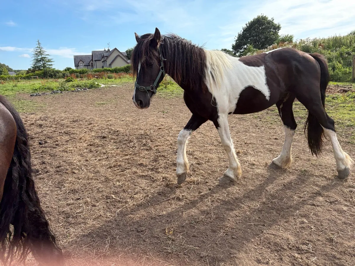 2 FRIESIANS - Image 2