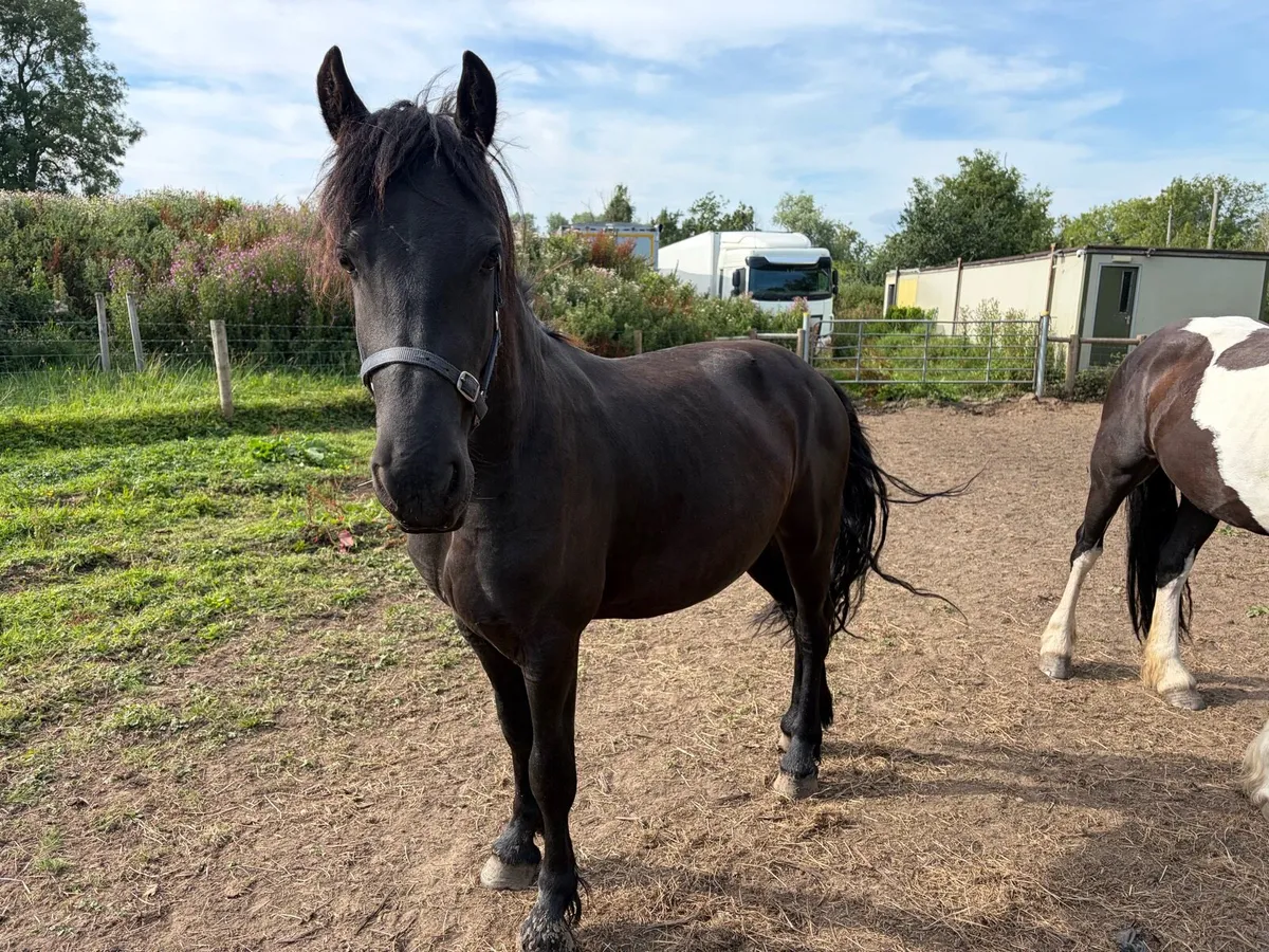 2 FRIESIANS - Image 3