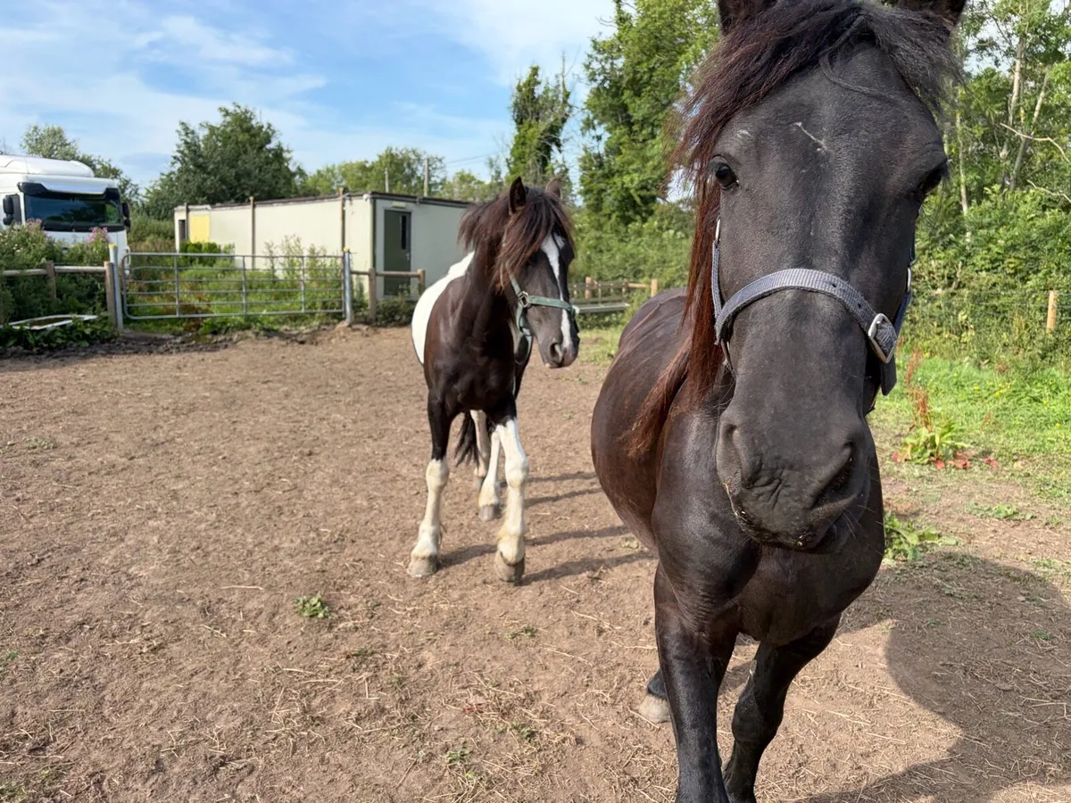 2 FRIESIANS - Image 4
