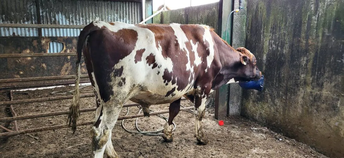 Breeding bulls - Image 1