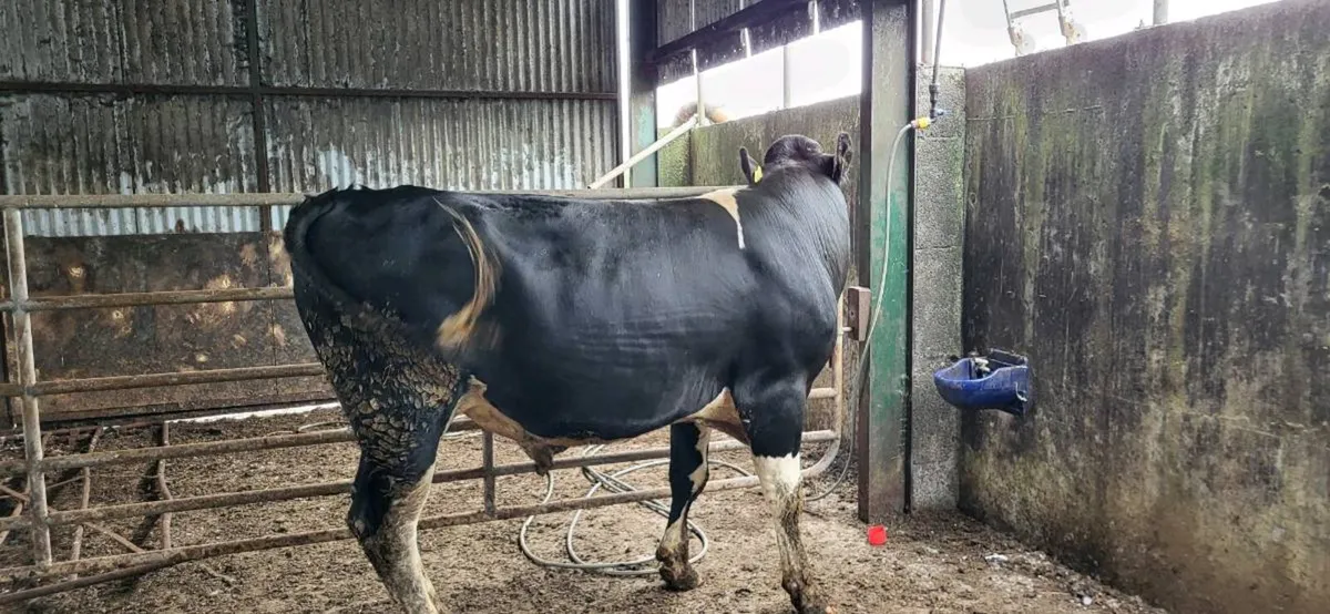 Breeding bulls - Image 2