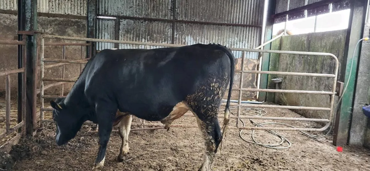 Breeding bulls - Image 3