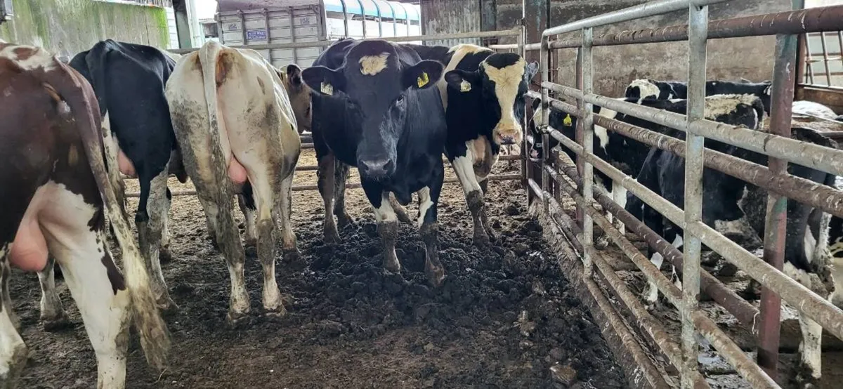 Breeding bulls - Image 4