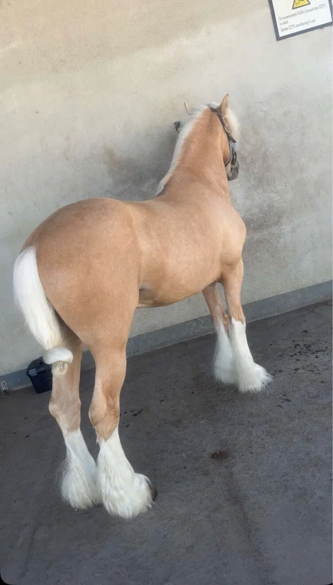 Palomino Cob - Image 2