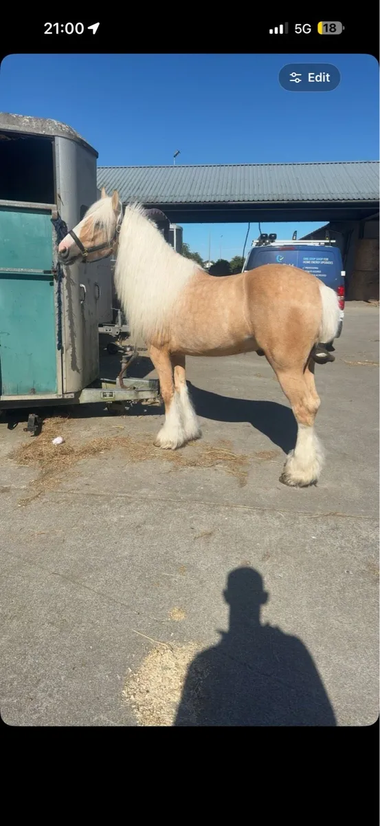 Palomino Cob - Image 3