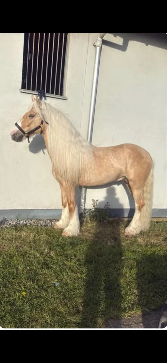 Palomino Cob - Image 1