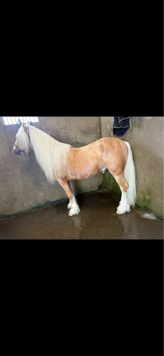 Palomino Cob - Image 4