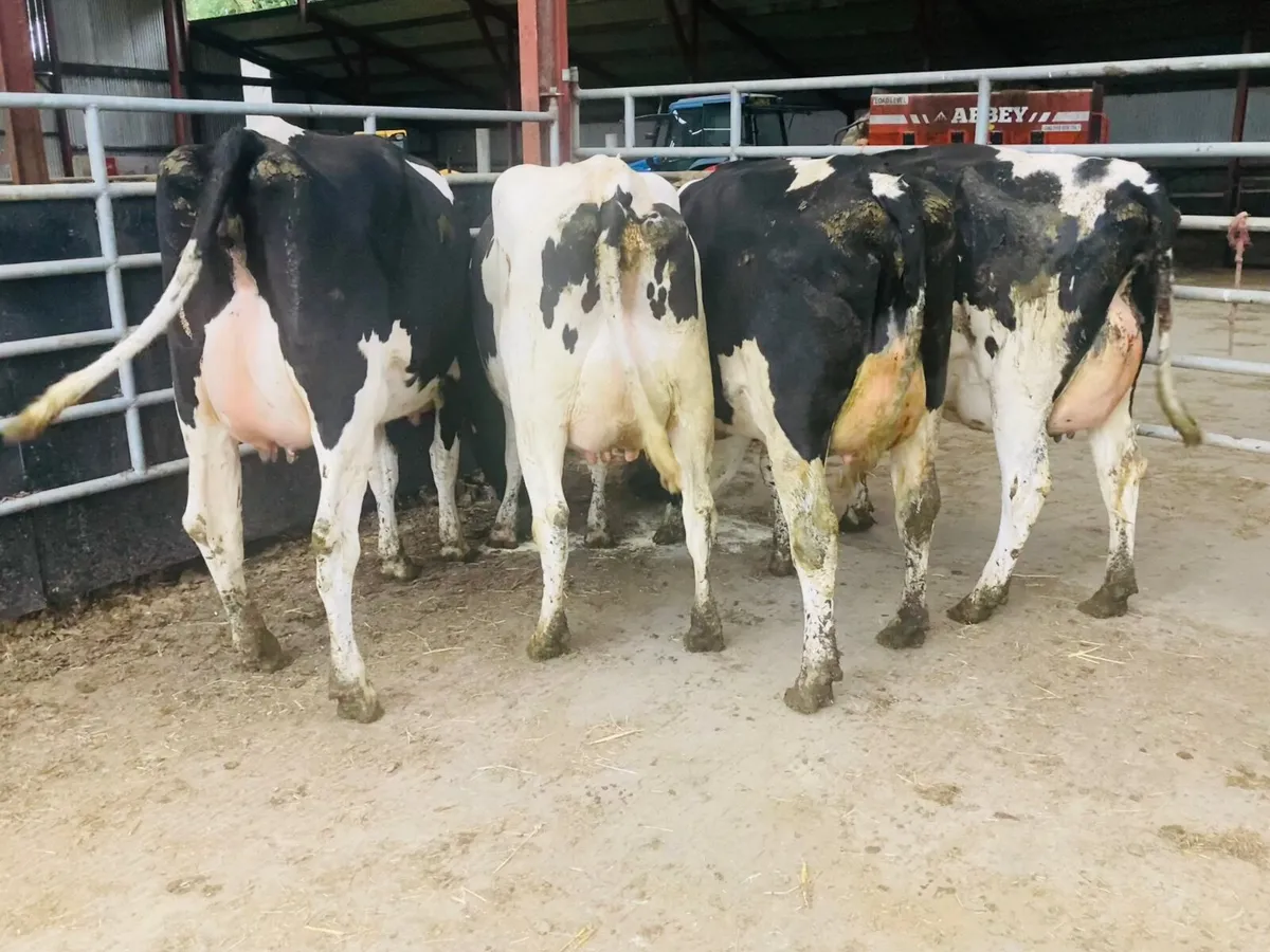 Special Entry  Omagh Mart Mon 27 July - Image 2