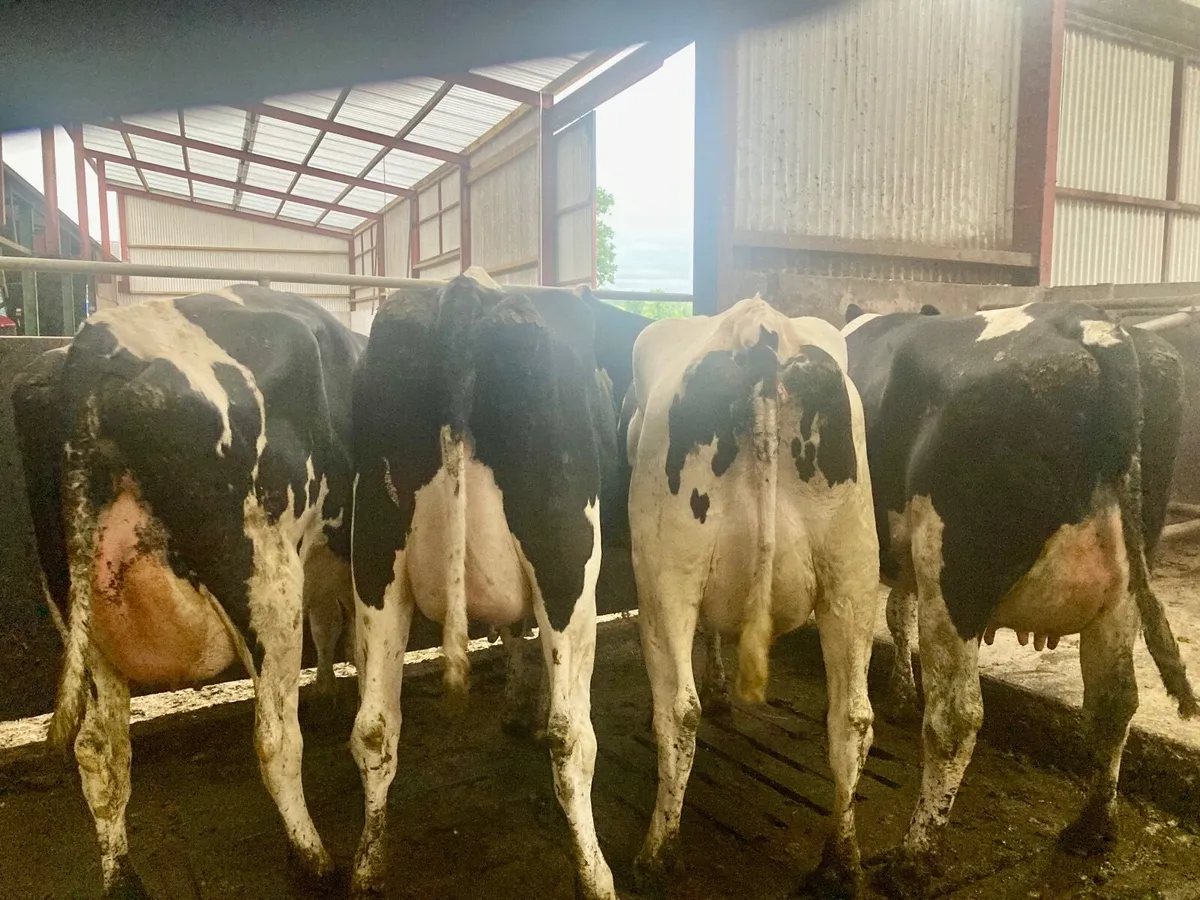 Special Entry  Omagh Mart Mon 27 July - Image 3