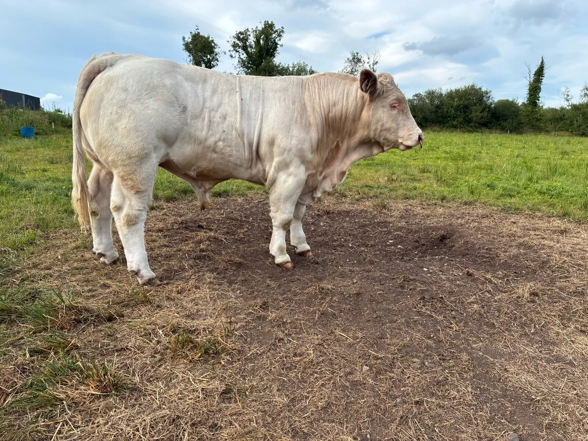 Charolais bull - Image 1