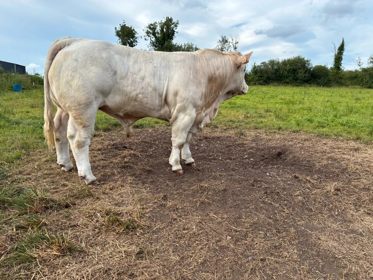 Charolais bull - Image 2