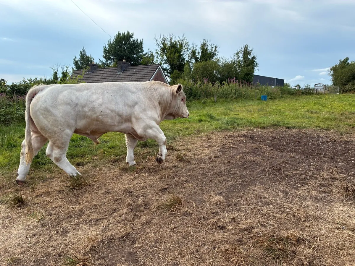 Charolais bull - Image 3