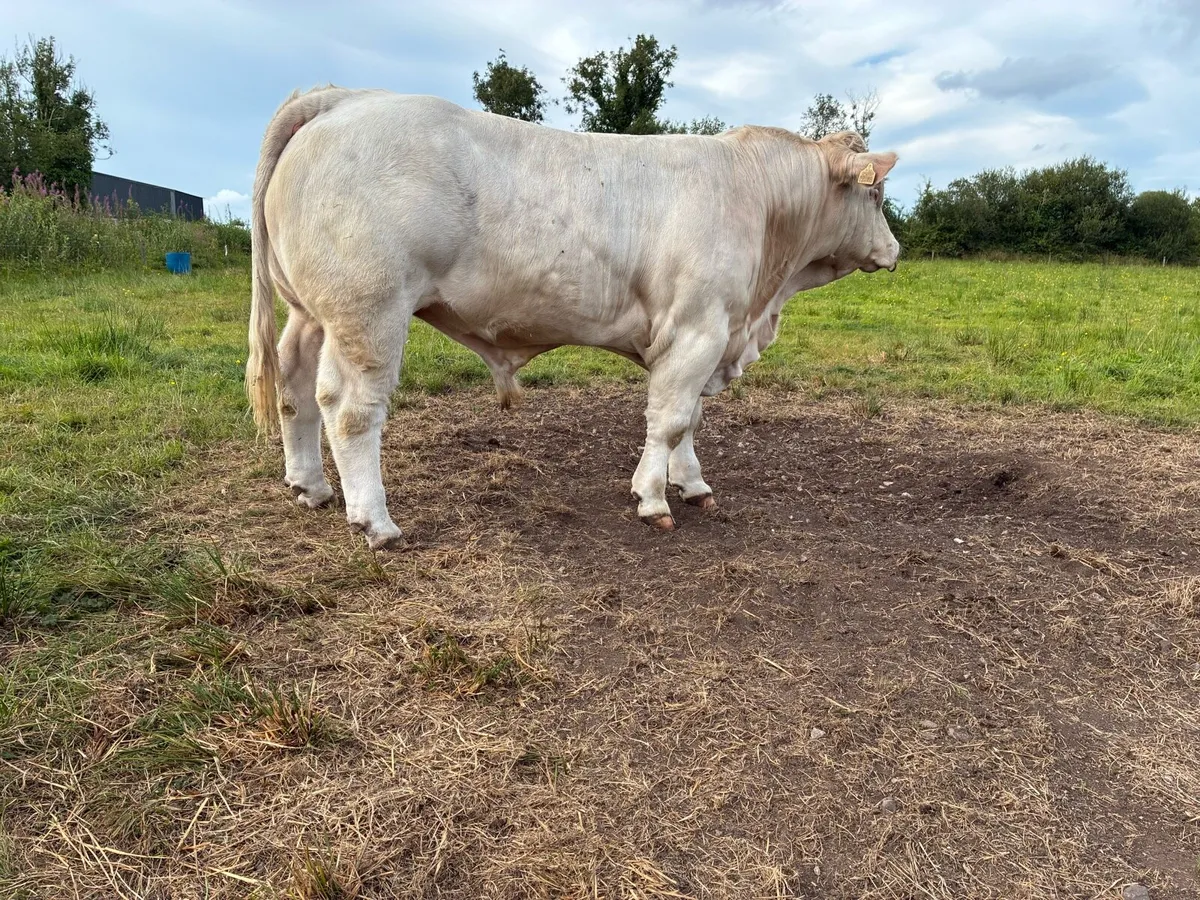 Charolais bull - Image 4