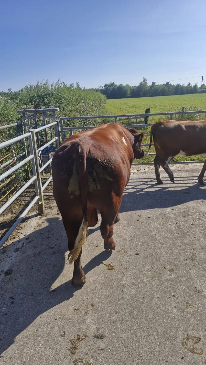 Pedigree Short Horn Bull - Image 3