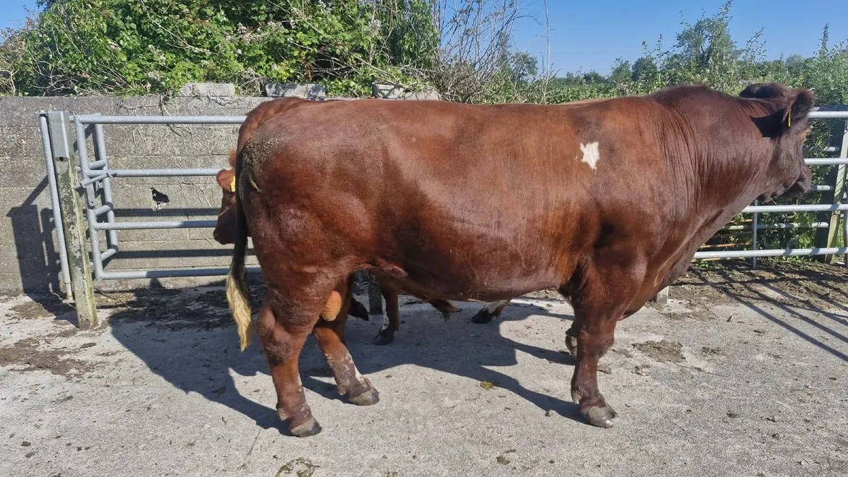 Pedigree Short Horn Bull - Image 4
