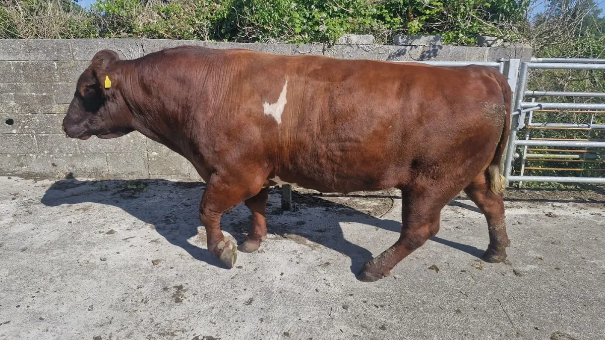 Pedigree Short Horn Bull - Image 1