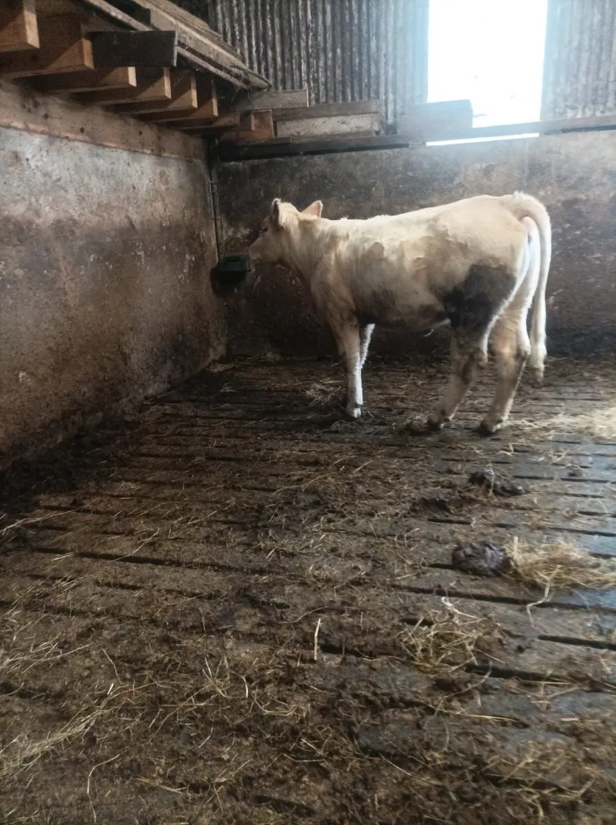Cattle - Image 2