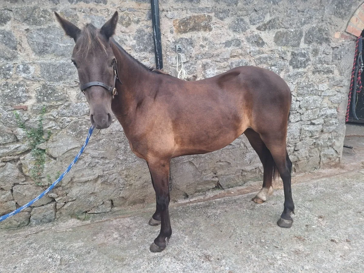 13"2 pony - Image 2