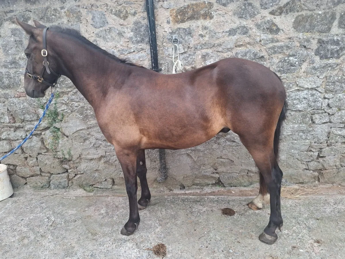 13"2 pony - Image 1