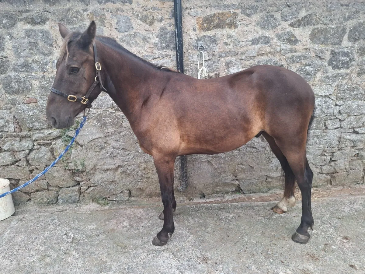 13"2 pony - Image 3