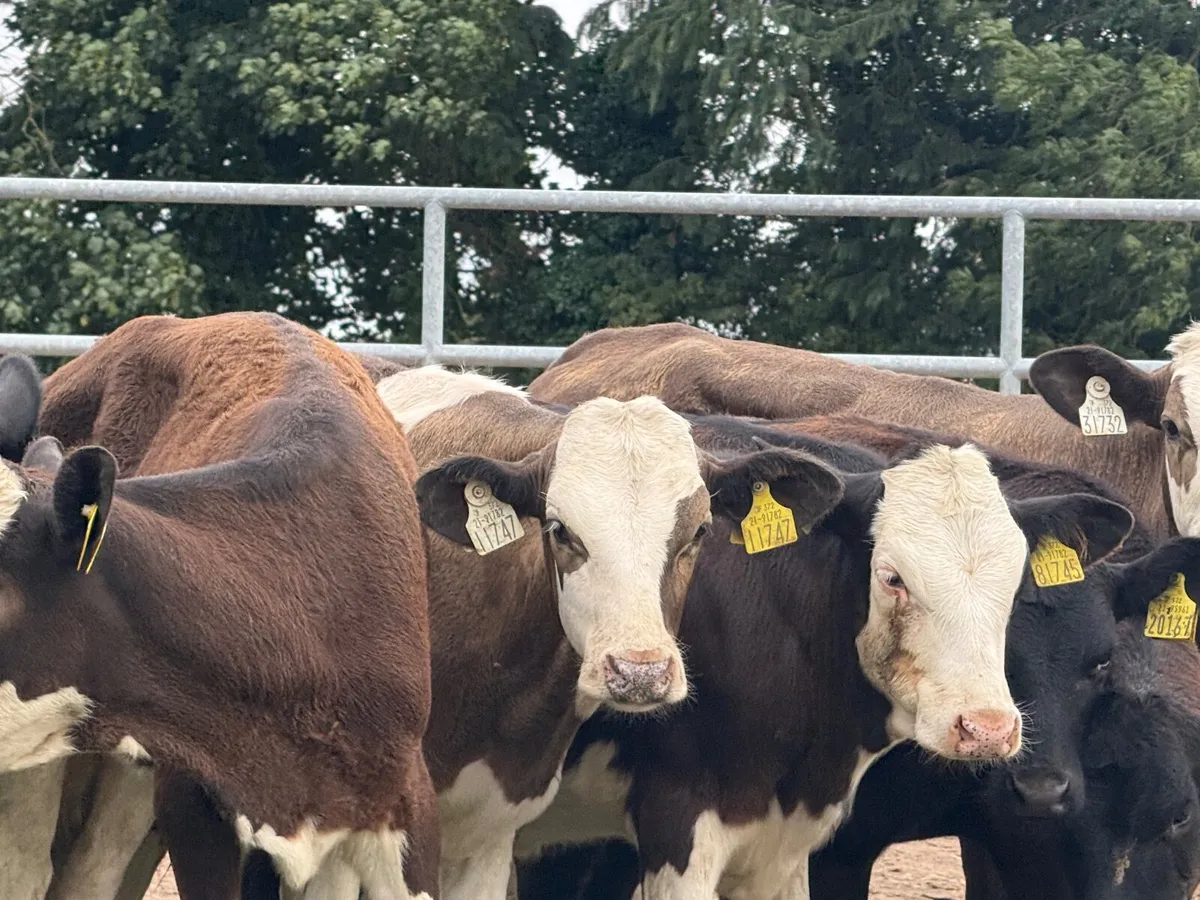 10 SIMMENTAL & ANGUS HEIFERS ( 5 ⭐️) - Image 3