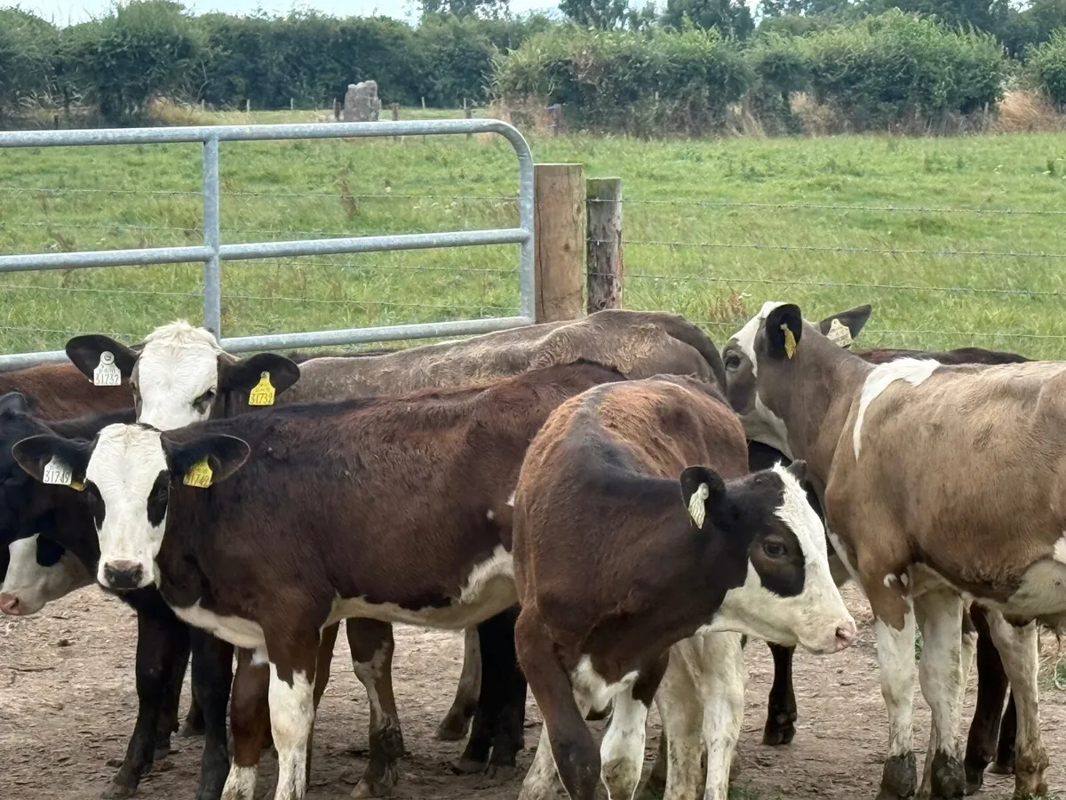 10 SIMMENTAL & ANGUS HEIFERS ( 5 ⭐️) - Image 4