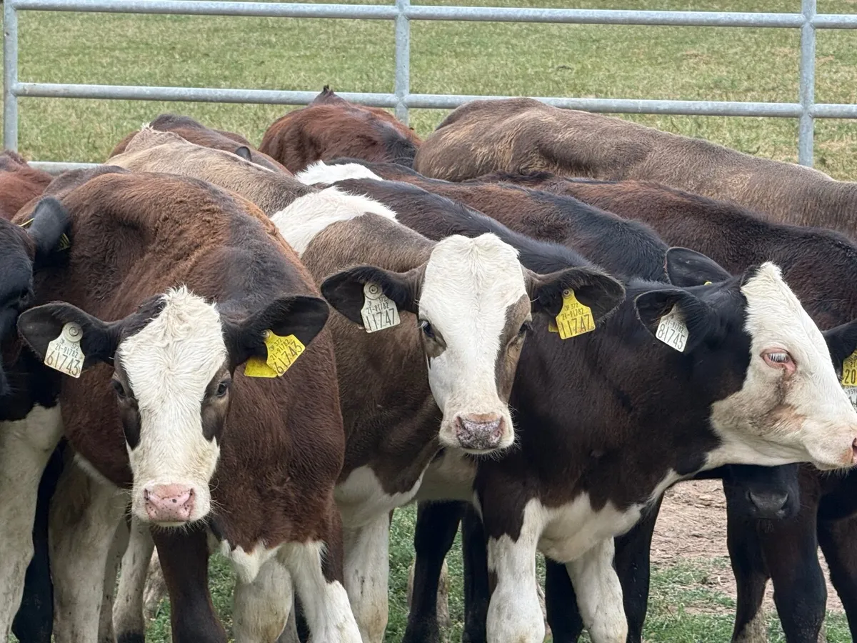 10 SIMMENTAL & ANGUS HEIFERS ( 5 ⭐️) - Image 2