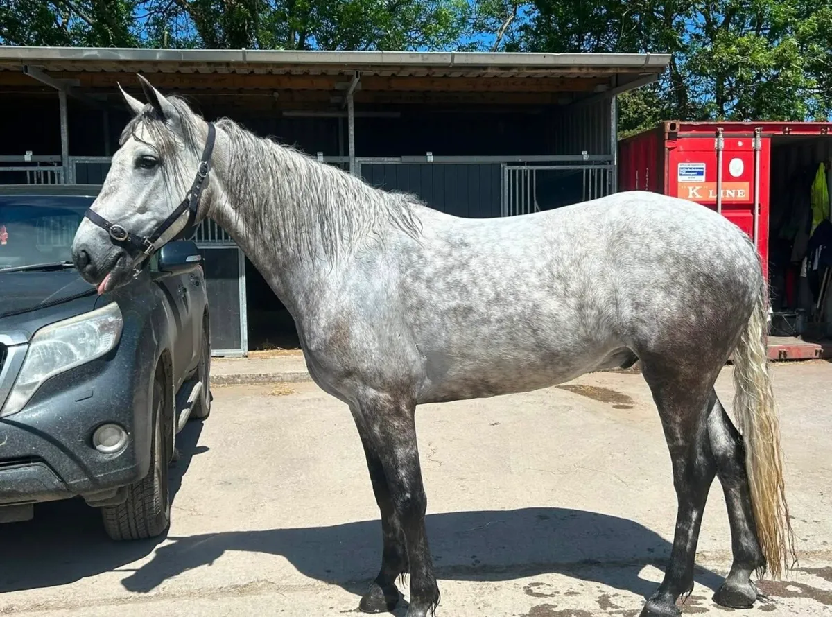 5yrs old Connie - Image 1