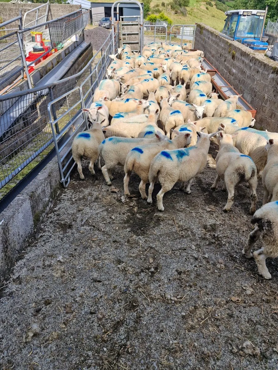Store lambs - Image 2