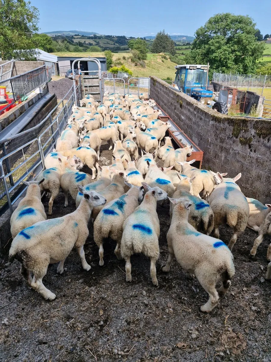 Store lambs - Image 1