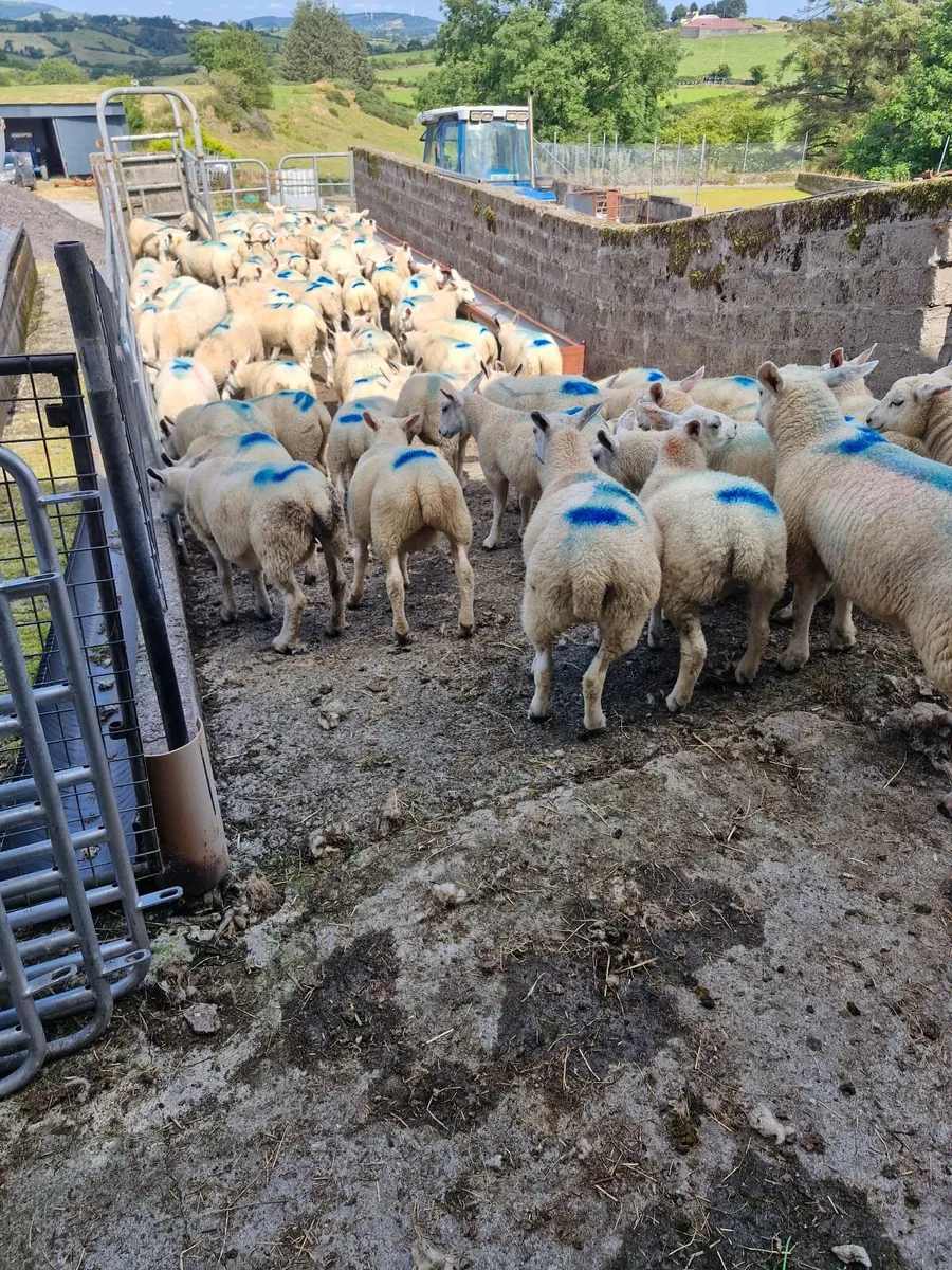 Store lambs - Image 3