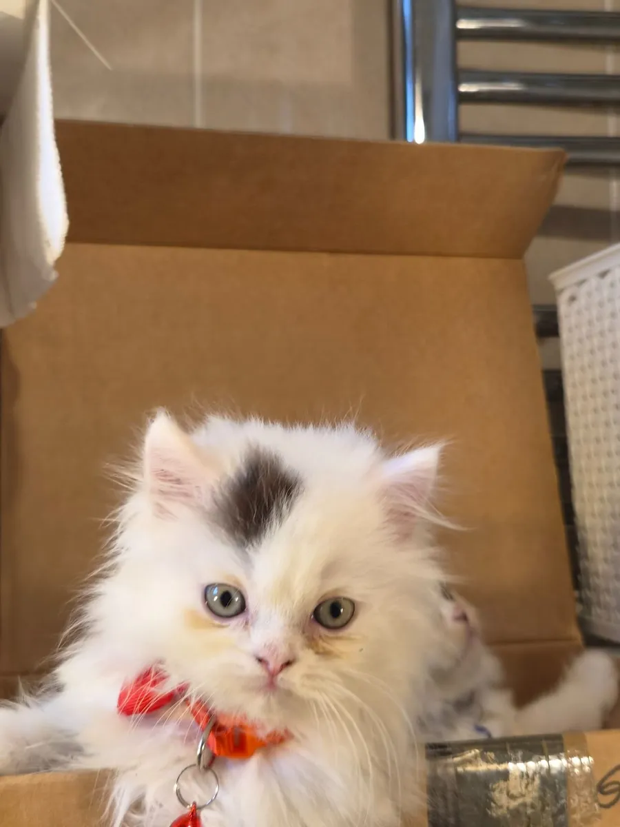 Kittens - Image 2