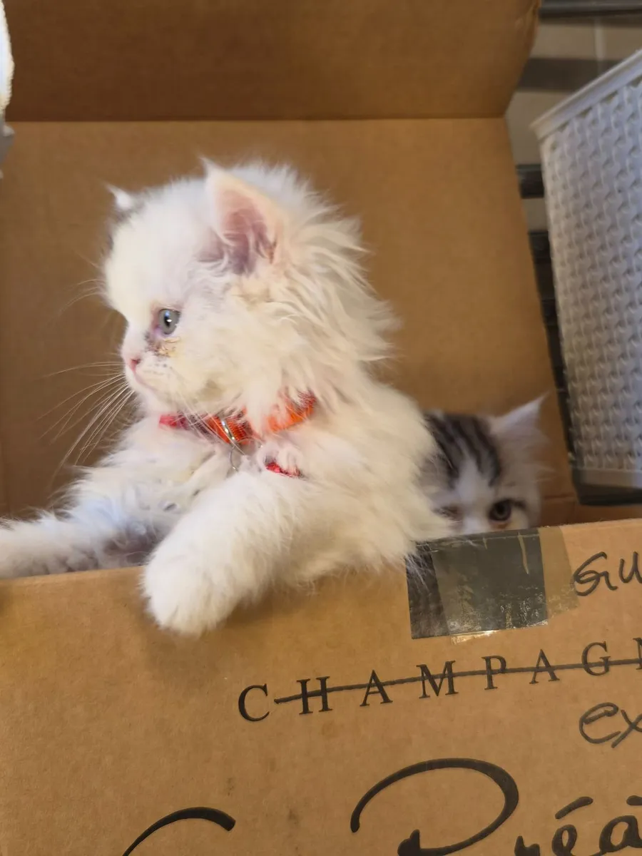 Kittens - Image 3