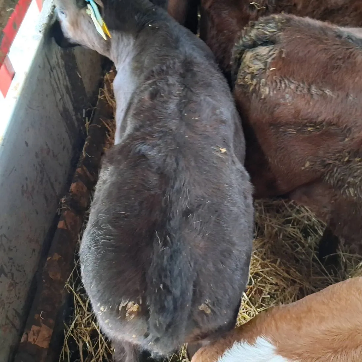 Heifer Sucks and runners - Image 1