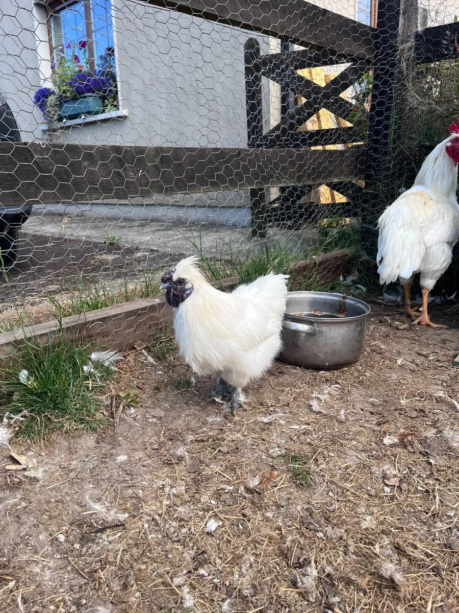 Silkie Cockerels for Sale – €5 - Image 2