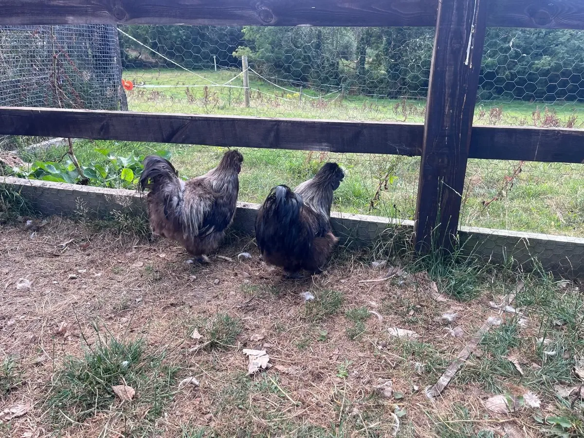 Silkie Cockerels for Sale – €5 - Image 3