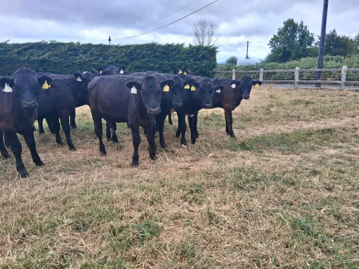25 Angus Heifers Weanlings - Image 2