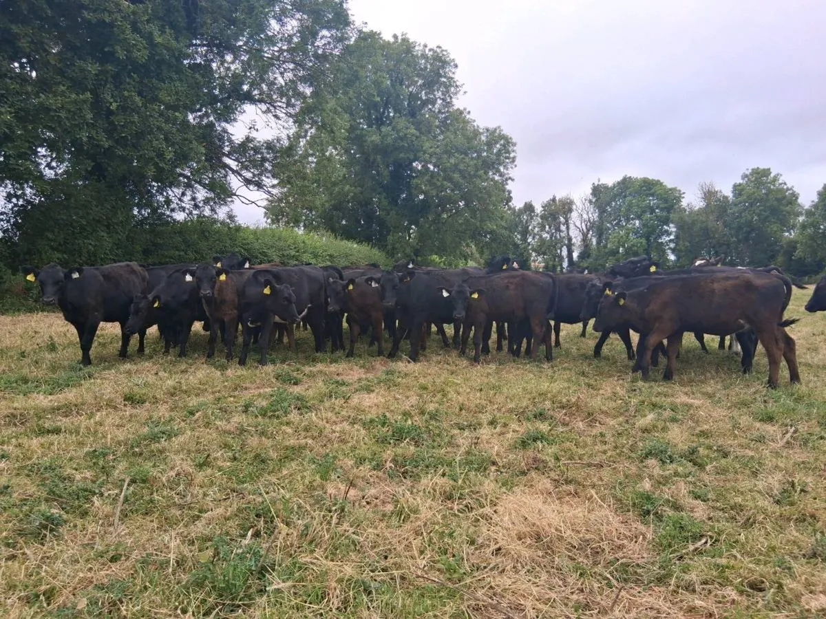 25 Angus Heifers Weanlings - Image 1
