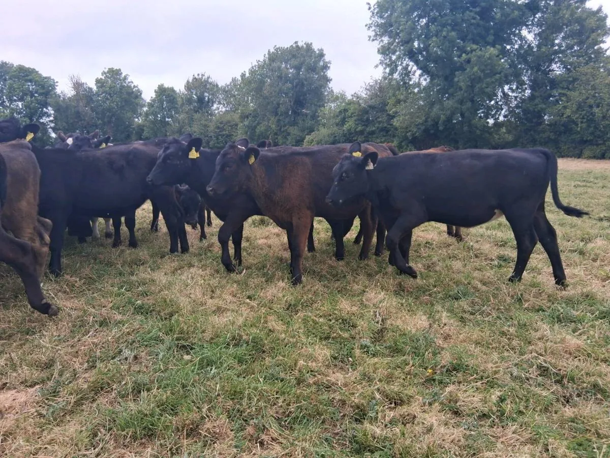 25 Angus Heifers Weanlings - Image 3