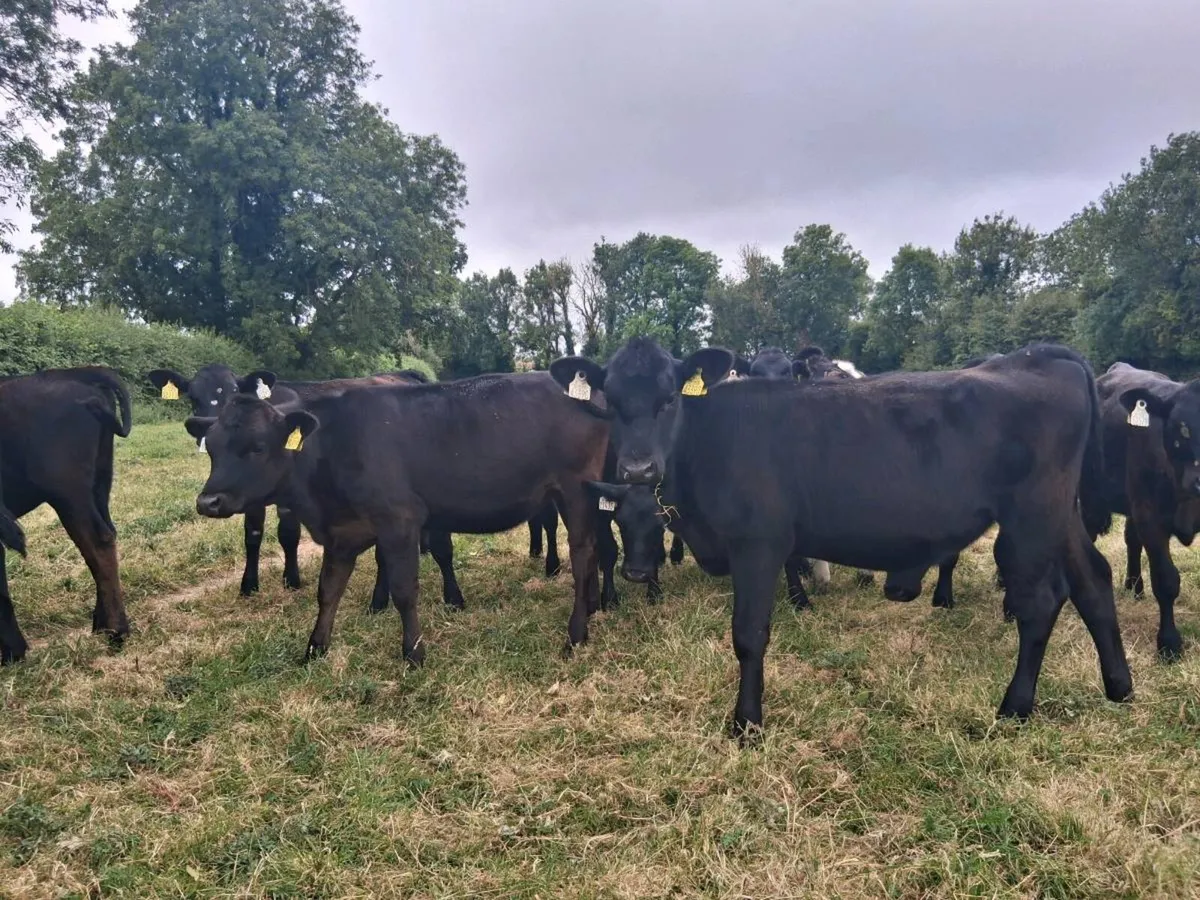 25 Angus Heifers Weanlings - Image 4