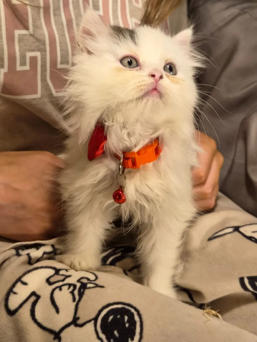 Kittens - Image 1