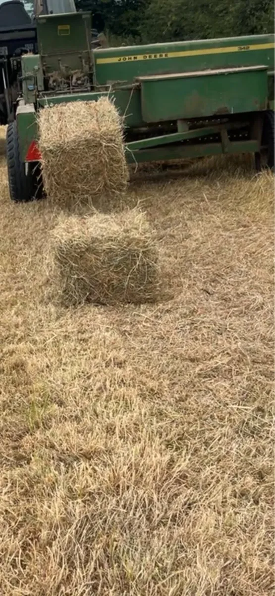Square bales of hay - Image 1