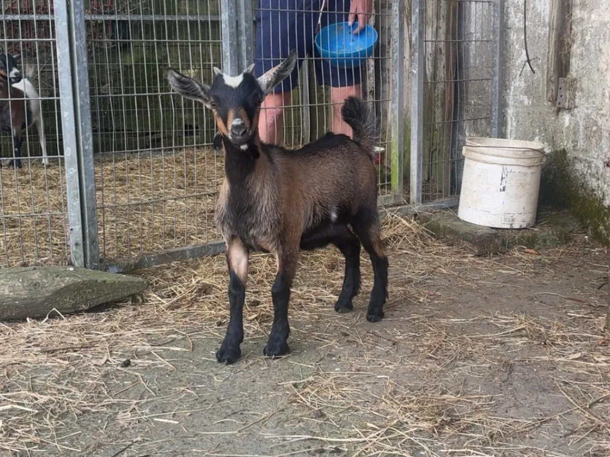 Female Pygmy Kid Goat - Image 2