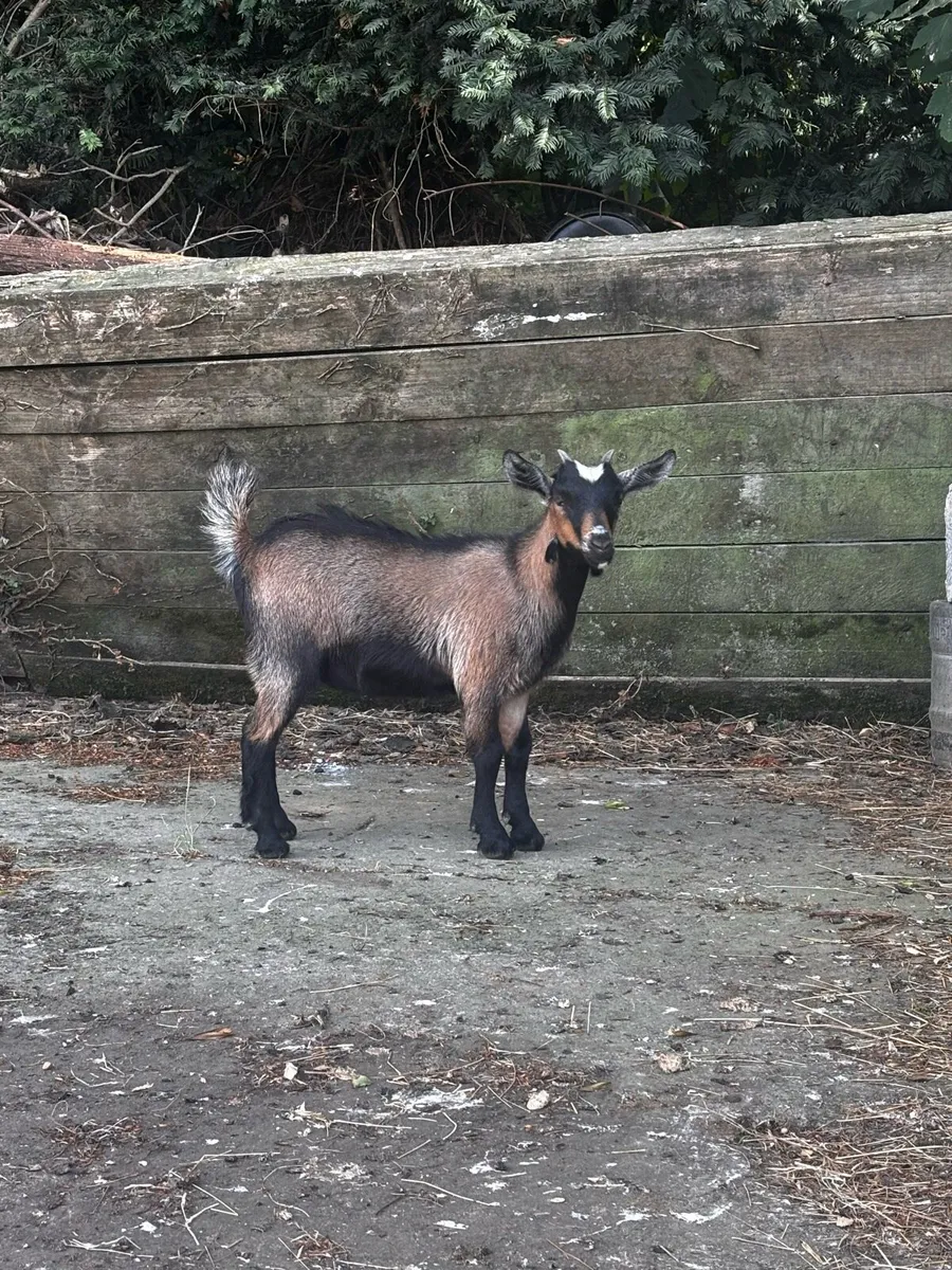 Female Pygmy Kid Goat - Image 3