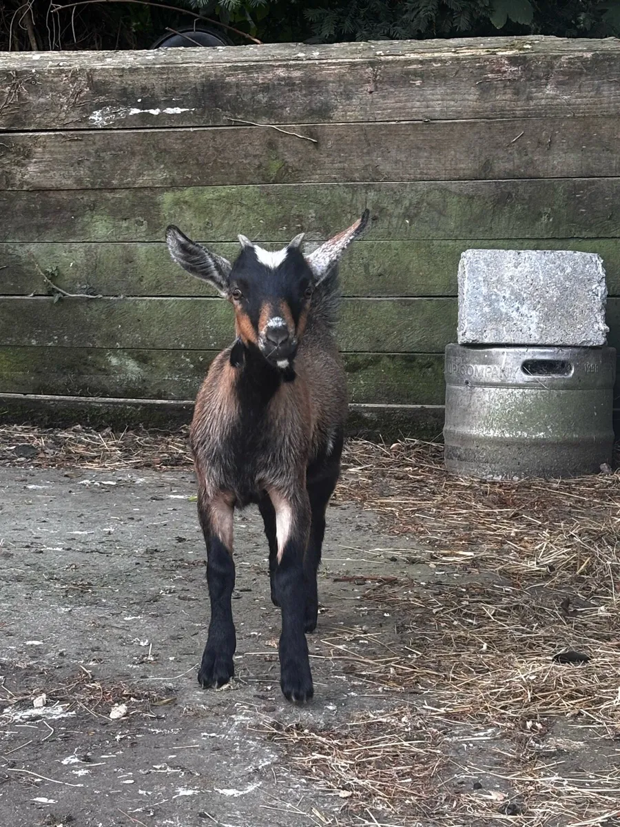 Female Pygmy Kid Goat - Image 4