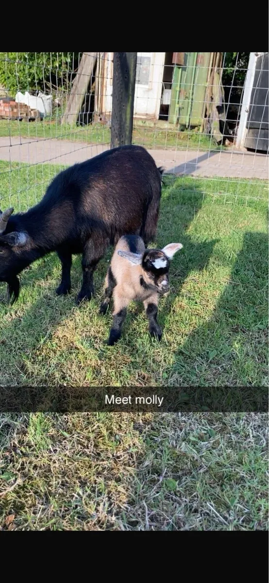 Female Pygmy Kid Goat - Image 1