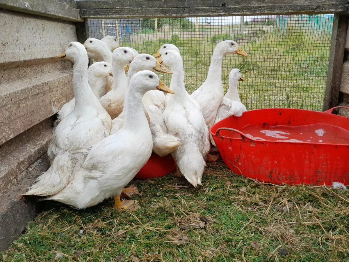 Aylesbury and Runner Ducklings - Image 1