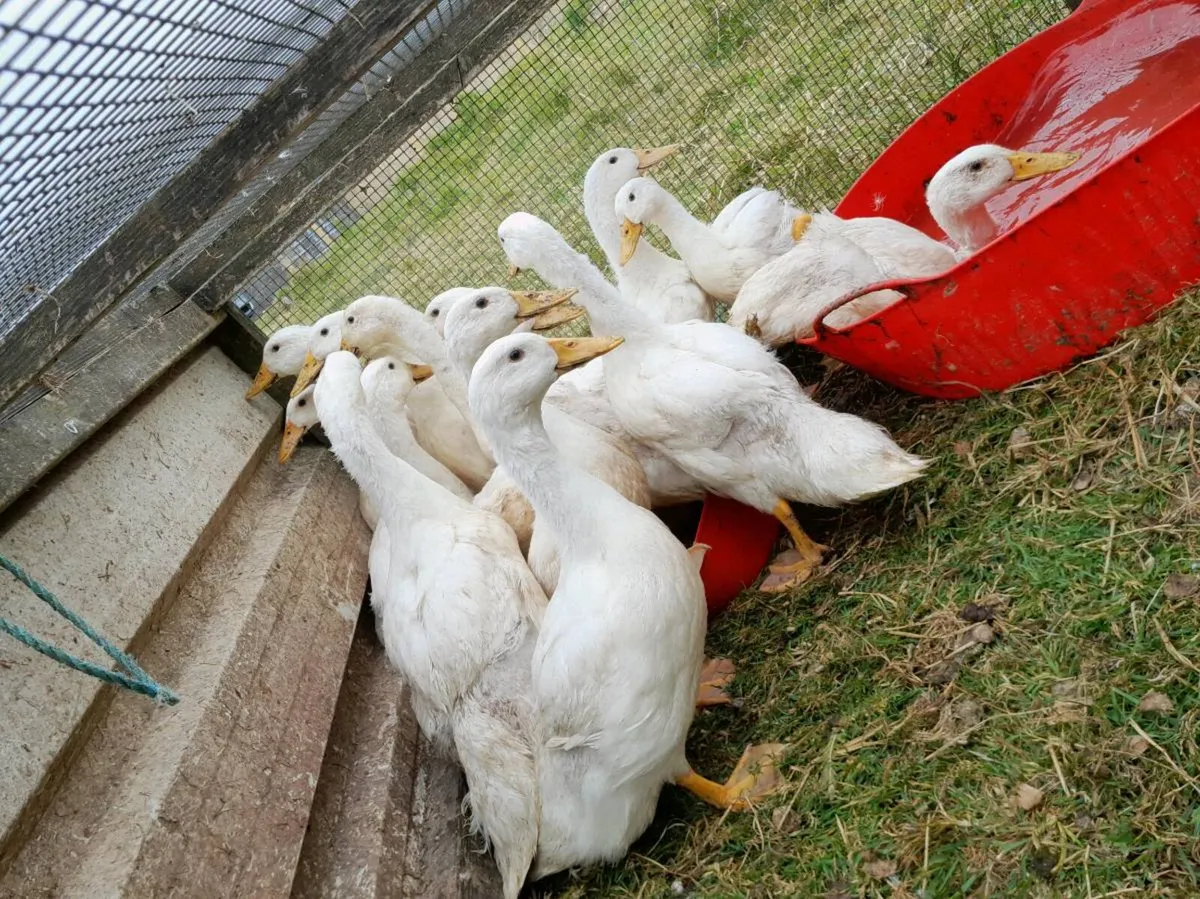 Aylesbury and Runner Ducklings - Image 2
