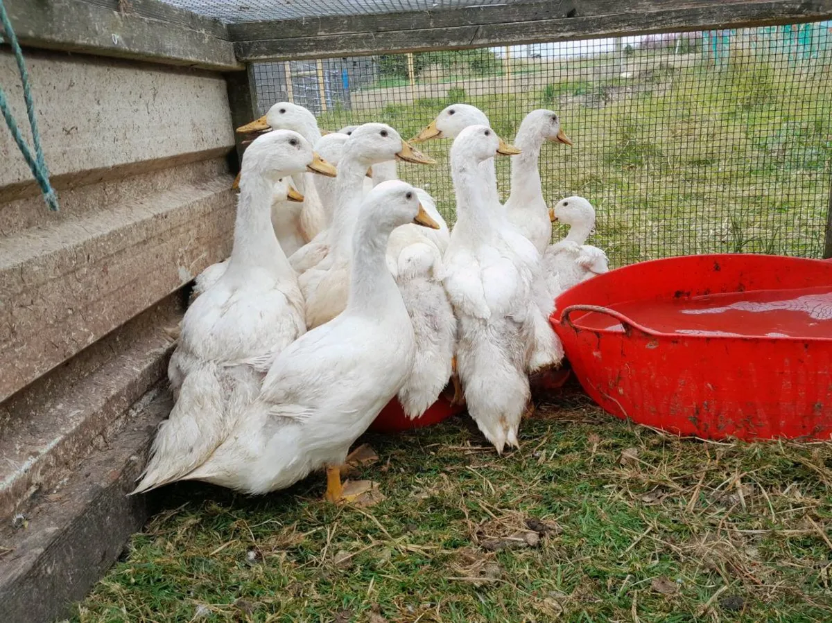Aylesbury and Runner Ducklings - Image 3
